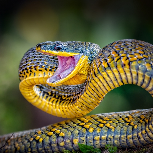 BRONZE Robert Parker - Bird Eating Snake