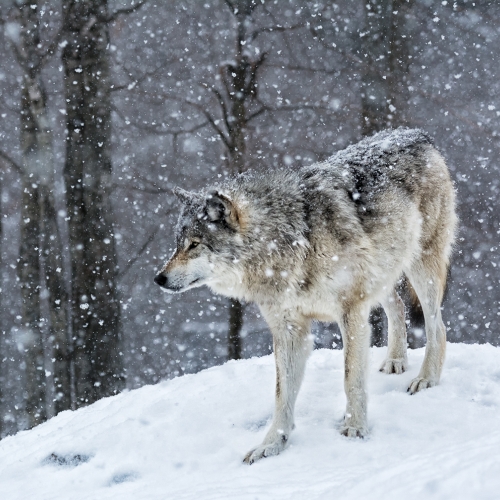 BRONZE Robert Parker - Lone Wolf