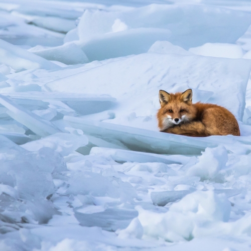 Ellen Seymour Winter Fox