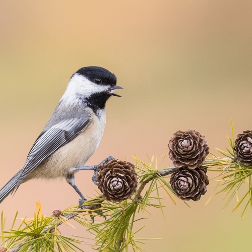 GOLD Missy Mandel - Chickadee On Cones