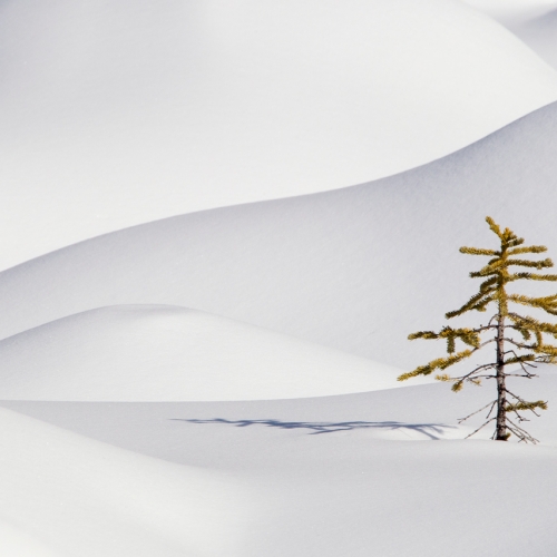 GOLD LGCC John Lowman - Sapling