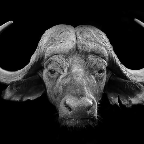 GOLD MEDAL Foothills Camera Club Cubitt Bill The Intense Cape Buffalo
