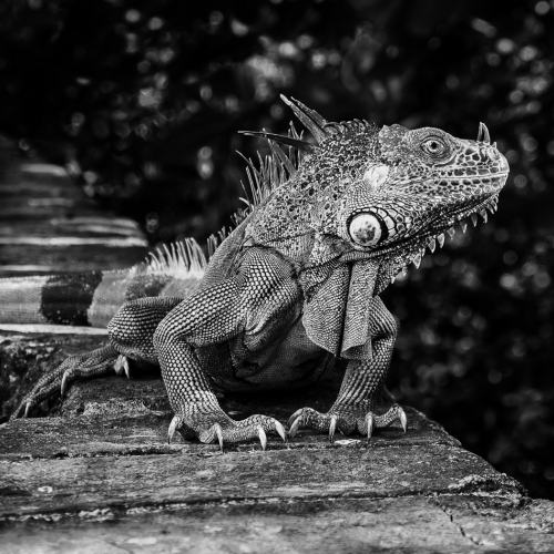 GOLD MEDAL London Camera Club Julie Hay Cheeky Iguana