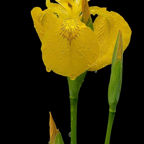 GOLD MEDAL Montreal Camera Club Heather Loewenhardt Yellow Water Iris
