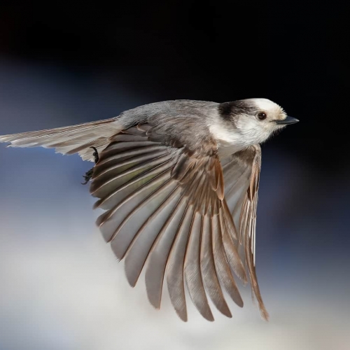 GOLD MEDAL Norman Dougan Canada Jay In Flight