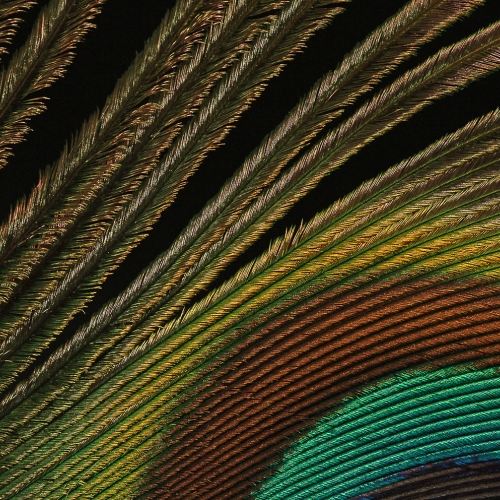 GOLD_RHCC John Kot-Peacock Feather Detail