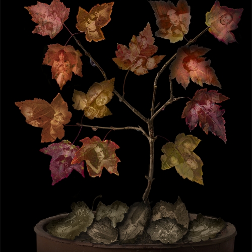 GOLD RHCC Judi Martin Family Tree