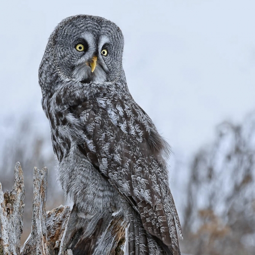 Gold - Janet Balon - Great Grey Owl