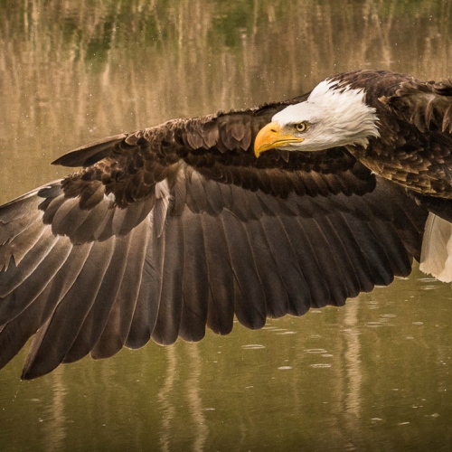 Gold - Kala Lakhani - Eagle's Determination