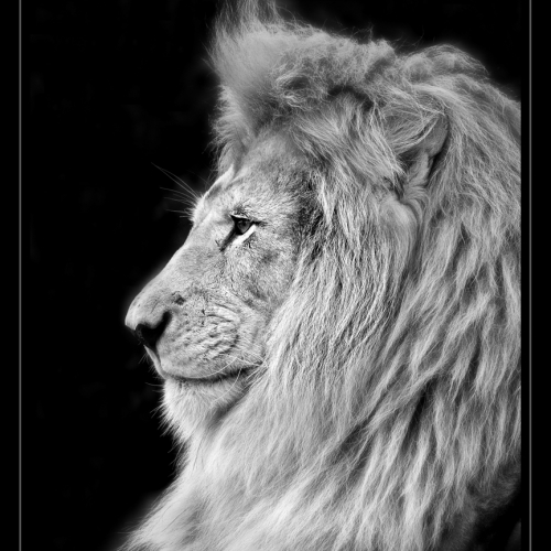 Gold Medal - Ann Alimi "Portrait Of A King"
