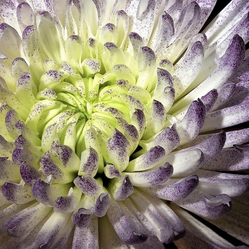 Gold Medal - Claudia Povilauskas - Chrysanthemum