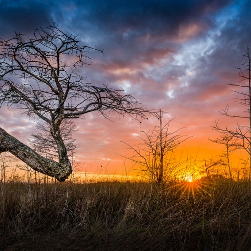 Gold Medal David Rouchet Dwarf Cypress Tree In Everglades