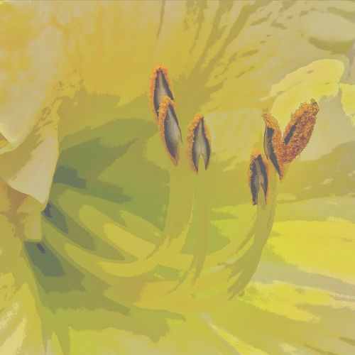 Gold Medal - Ellie McCrea's image "Yellow Day Lily"