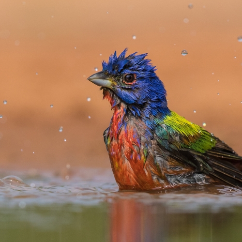 Gold Medal Ilane Block Painted Bunting Taking A Bath