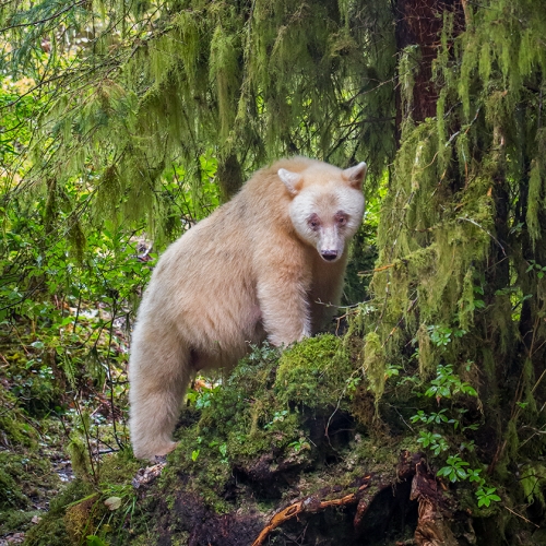 Gold Medal Jean Daniel Gagne Great Bear Rainforest