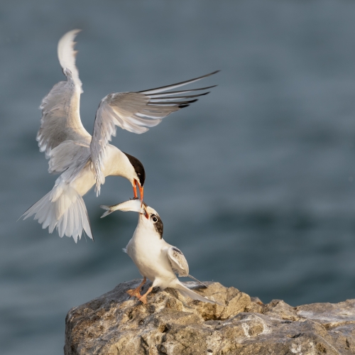 Gold Medal - Jia Chen - Feeding