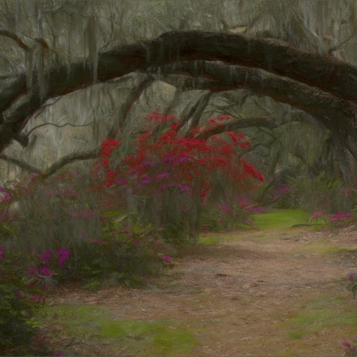 Gold Medal - Judy Boufford - Azales With Live Oak Tree Arch