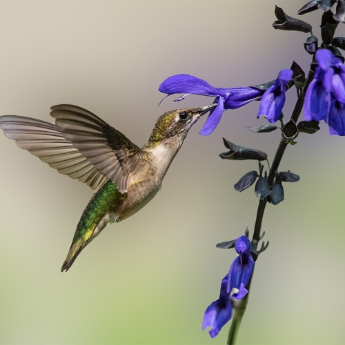 Gold Medal Karen Von Knobloch Ruby Throated Hummingbird