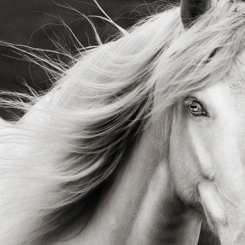 Gold Medal - Kim Culbert - Burnaby Photographic Society - Storm Horse