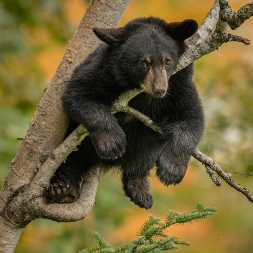 Gold Medal Margaret Krzepkowski Baby Bear Takes A Brake In The Tree