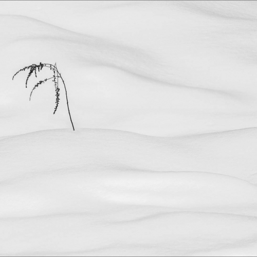 Gold Medal - Marie Algieri Goldgrub's image "The Lone Sentinel"