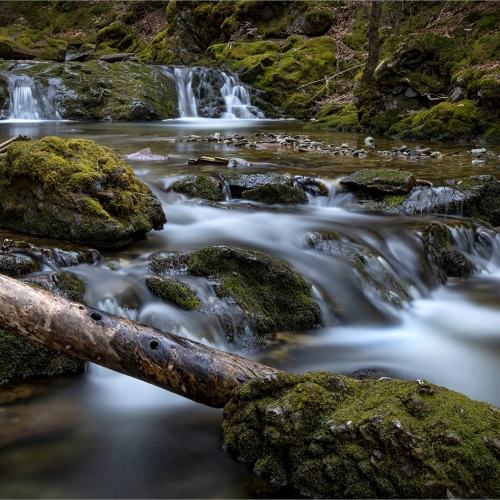 Gold Medal - Maurice Melanson's image "Forever Flowing"