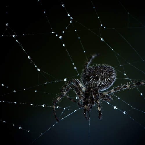 Gold Medal - Maurice Melanson's image "The Predator S Jewels"