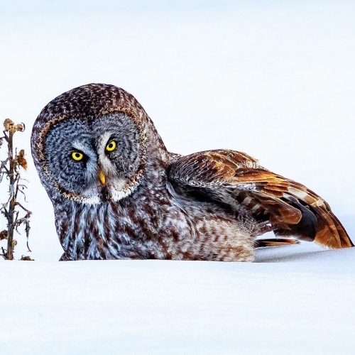 Gold Medal - Norm Dougan's "Dinner I Hope"