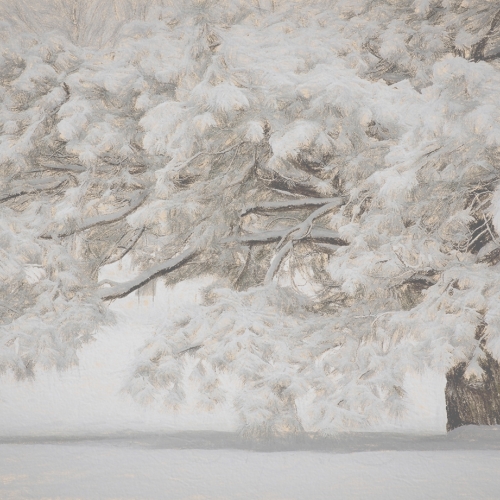 Gold Medal - Rachel Bilodeau's image "Fantasy Winter Tree"