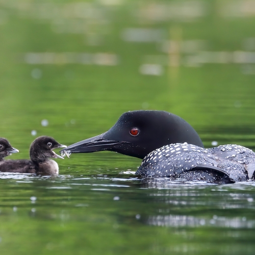 Gold Medal - Richmond Hill CC - Cliff Homewood - Loon Feeding Chicks