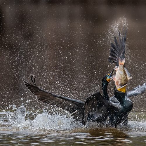 Gold Medal - Richmond Hill CC - Kevin Kwong -Double Breasted Cormorant Fighting For Fish