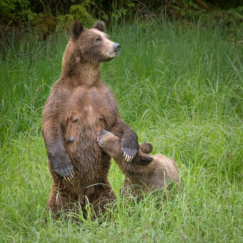 Gold Medal - Richmond Hill CC - Rob Kline - Watchful Grizzly Mama And Cub
