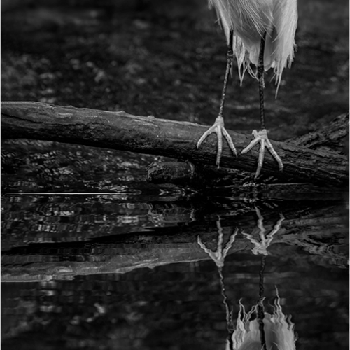 Gold Medal - Rick McKenzie - Reflecting Egret