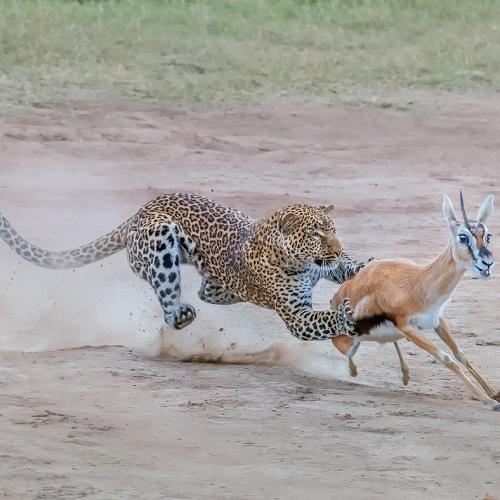 Gold Medal - Xiangyan Ye - Leopard Hunting