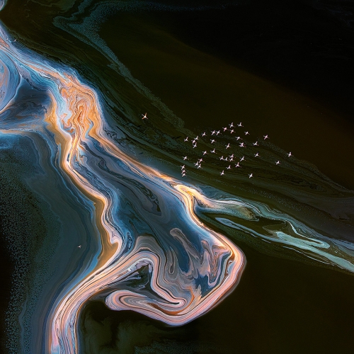 Gold Medal Xuejun Long - Flamingo Flying Over Lake Magadi