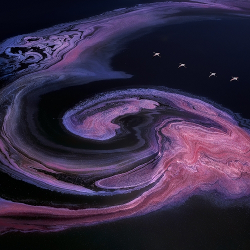 Gold Medal Yun Wang Flamingo Flying Into A Whirlpool