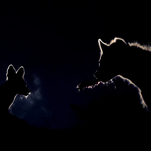 Gold Medal Yun Wang Hyena Took Jackal S Food At Night