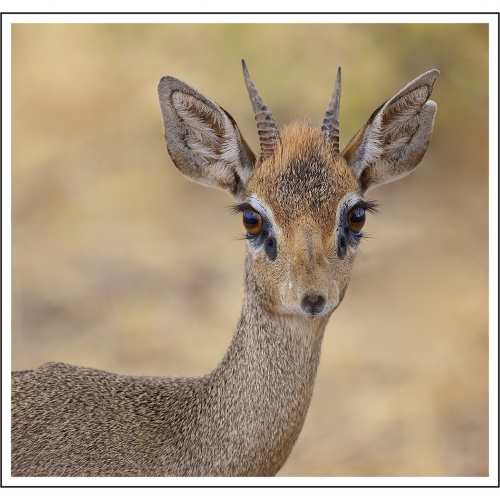 Gold Missy Mandel Dik Dik Portrait
