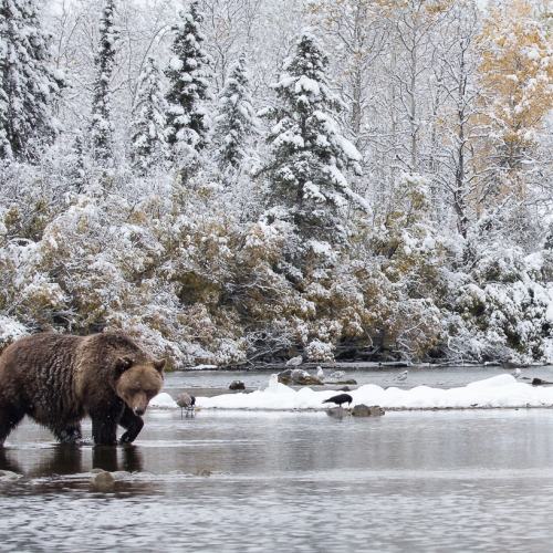 Gold Medal - Missy Mandel - Grizzly In A Snowfall