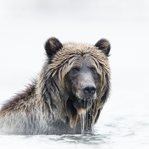 Gold Missy Mandel Grizzly Portrait