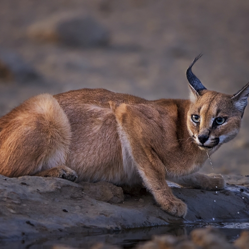 Gold Medal - Nature - Photographic Society of South Africa - "Caracal Droplets" by Efriam Van Der Walt