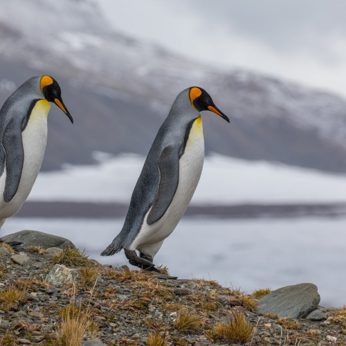 Gold - Rob Kline - Kings On The March South Georgia Island