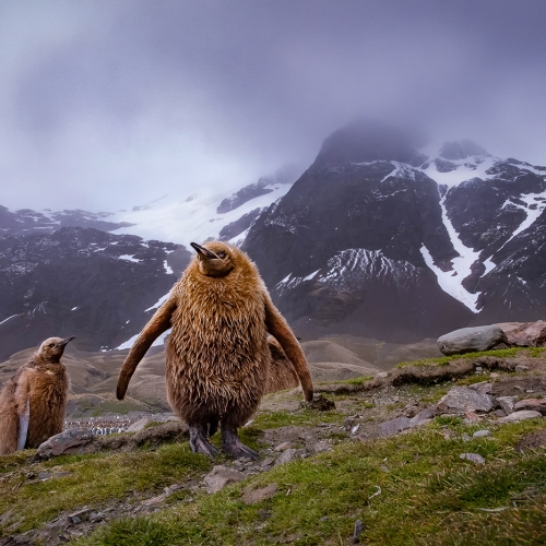 Gold - Ron Goodlin - The Long Journey King Penguin Chicks South Georgia Island