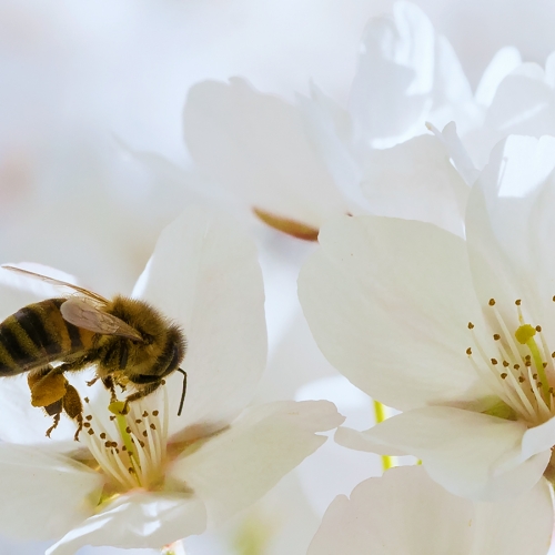 Gold CAPA He (Henry) Zhao Busy Bee