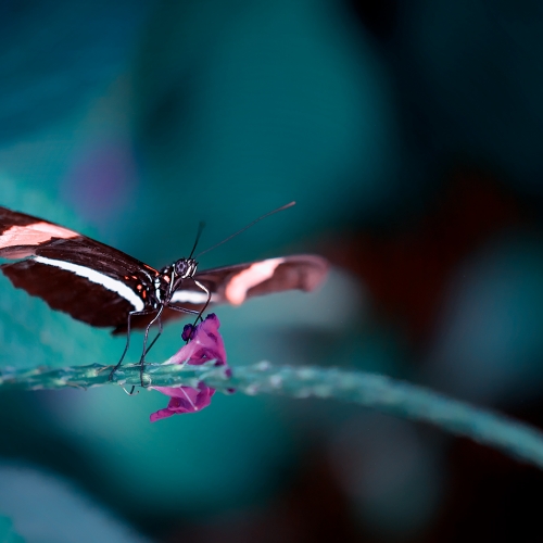 Gold CAPA He (Henry) Zhao Butterfly