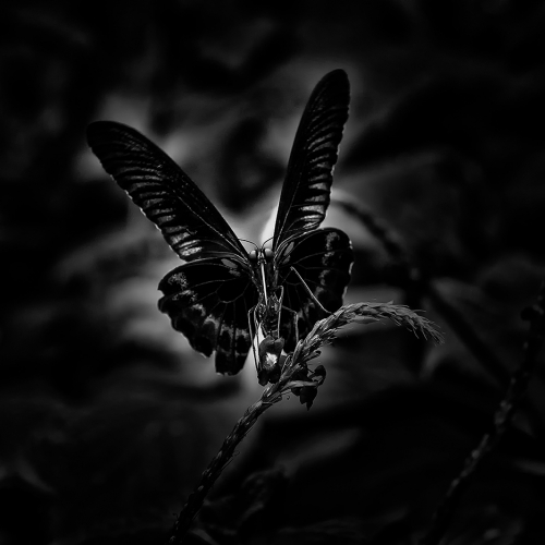 Gold CAPA He (Henry) Zhao Insect Vampire