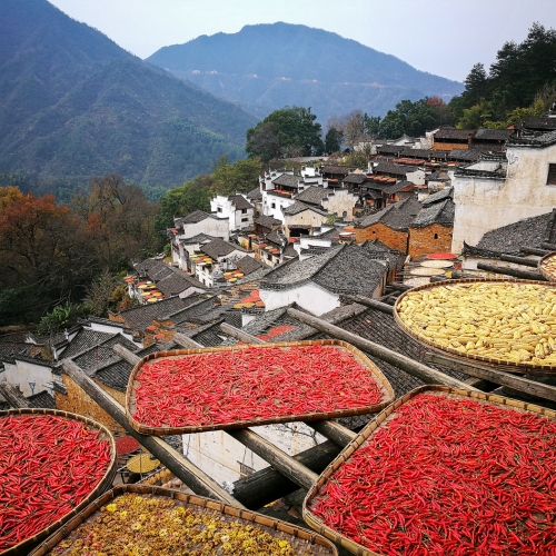 Gold Medal - Ying Shi - Harvest Season