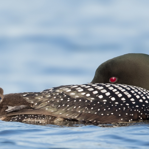GOLD Missy Mandel - Common Loon And Chick