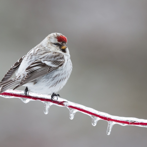 GOLD Missy Mandel - Hoary Redpoll On Frozen Dogwood