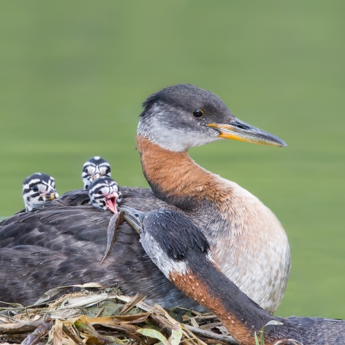 GOLD Missy Mandel - Red Necked Grebe Family